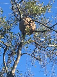 Nid de frelon asiatique en haut d'un arbre - entreprise de destruction de nids de frelon drome ardeche