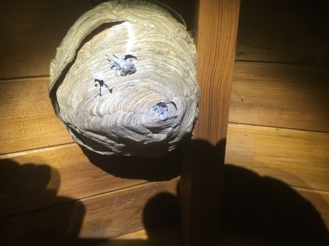 Nid de frelon dans combles perdues - destruction nids de frelon drome ardeche