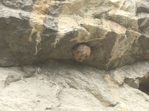Nid de frelon européen sous falaise - entreprise destruction de nids de frelons drome ardeche