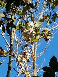 Nid de frelon haut perché - entreprise destruction de frelons ardeche
