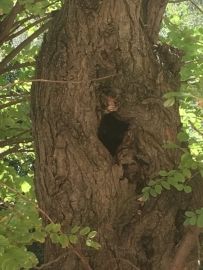 Nid de guêpe dans un tronc d'arbre - entreprise de destruction nids de guepe drome ardeche